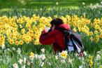 Tulip Tour from Amsterdam